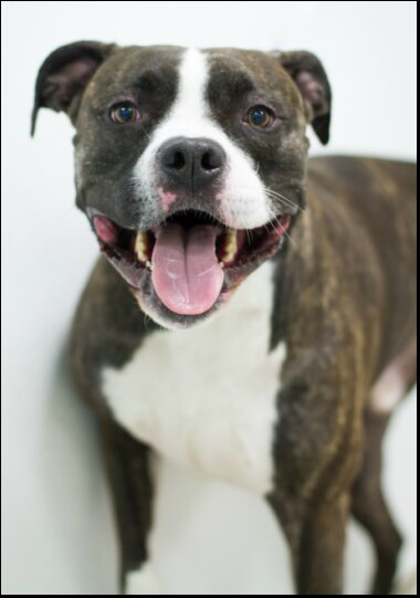 A happy brindle dog with a white chest after a bath