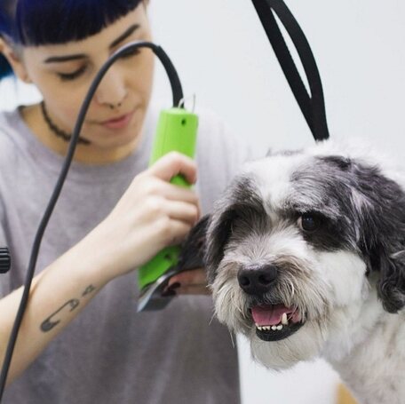 A groomer trimming a black and white dog with clippers