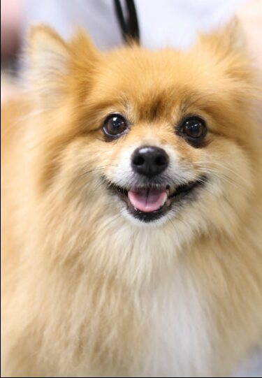 A fluffy orange Pomeranian after grooming