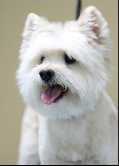 A freshly groomed white West Highland terrier
